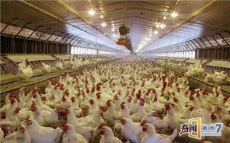 美国血汗工厂 员工穿纸尿裤作业的水产品加工困境