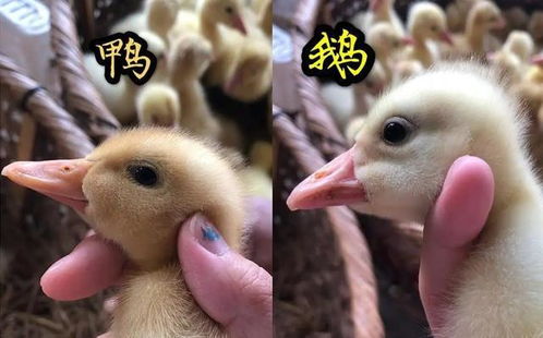 鹅与鸭杂交 致富新路还是科学难题？