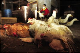 武汉家禽批发市场全面扑杀与关闭 公共卫生防控下的行业震荡与反思