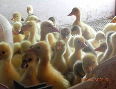 冀州鹅苗批发市场解析与沭阳县正宏家禽购销站服务探秘