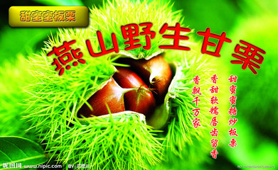 长阳黄柏山 高山蔬菜与家禽购销的绿色宝藏