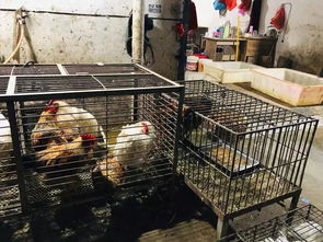 夜色下的家禽江湖 蚌埠肉联厂凌晨购销链探秘