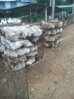 常年家禽购销部 连接养殖与市场的关键纽带