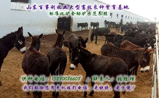 四川阿坝州大型三粉驴养殖厂的发展与前景