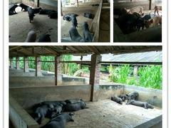 选购桂香园土猪，认准博德养殖