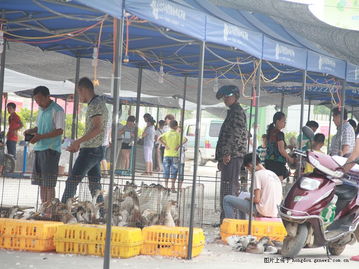 七月十四来宾农贸家禽综合交易会第三日收官之作 火爆全场