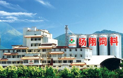 广西扬翔集团探秘 工作体验与家禽购销现状